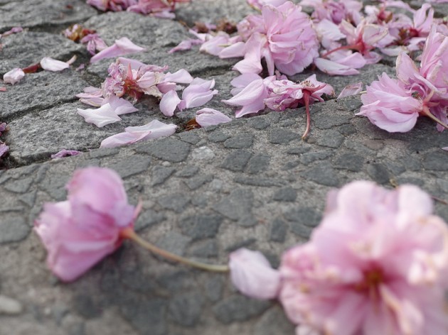 Kirschblüten auf Asphalt