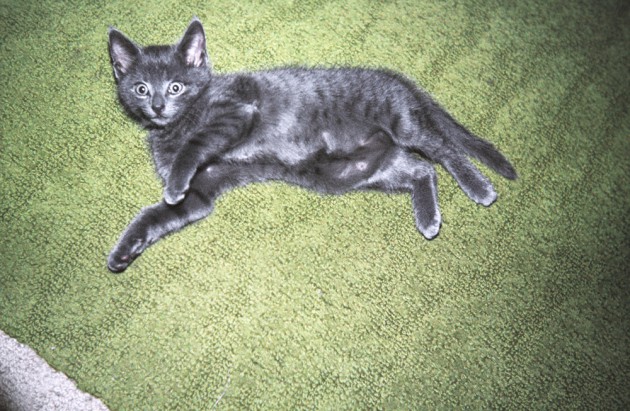 Kätzchen auf Teppich
